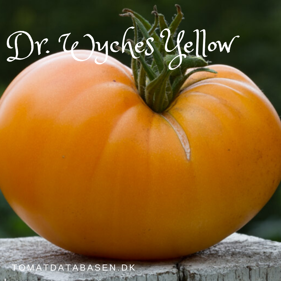 Dr. Wyches Yellow